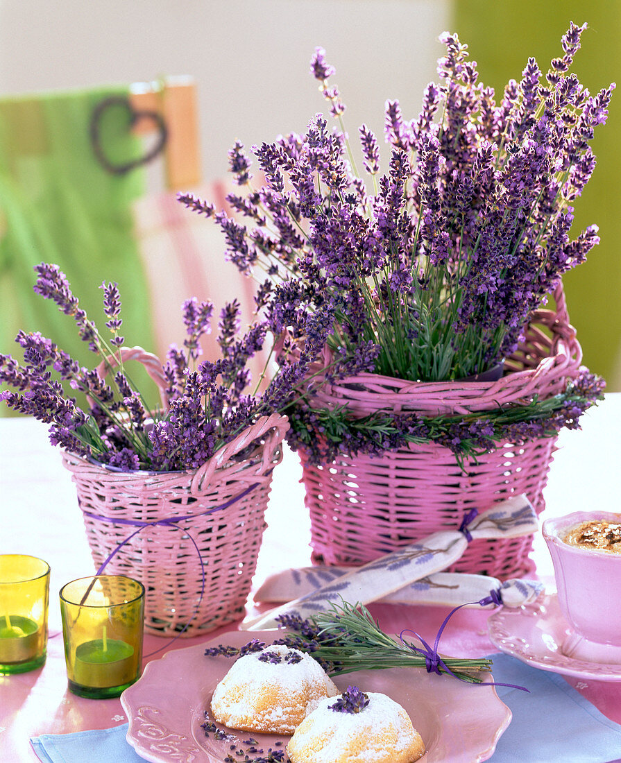 Lavandula (lavender) in pink wicker pots