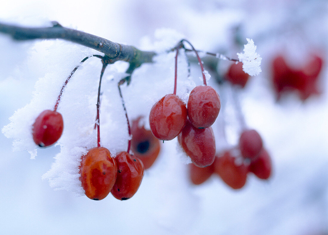 Malus (ornamental apple) on a branch