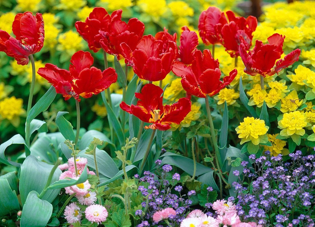 Tulipa 'Rococo' (Papagei-Tulpe)