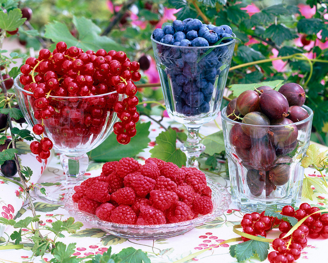 Ribes (red currants, gooseberries)