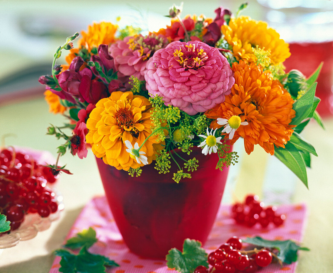 Zinnia (Zinnie), Calendula (Ringelblume)