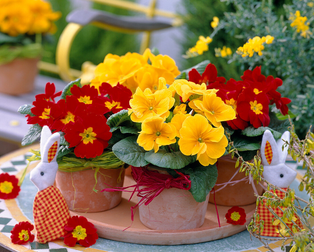 Primula acaulis (spring primroses) in terracotta pots on saucers