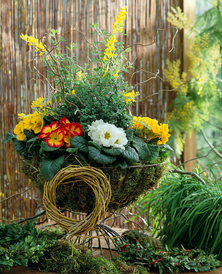 Iron bowl lined with moss with Primula acaulis, Cytisus (broom), willows