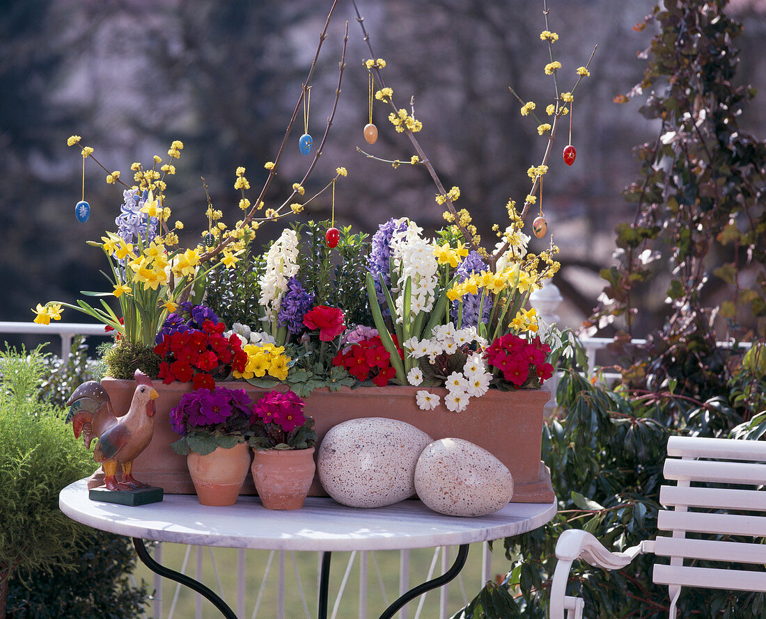 Cornus mas 'Golden Glory', Narcissus, Hyacinthus, Primula vulgaris