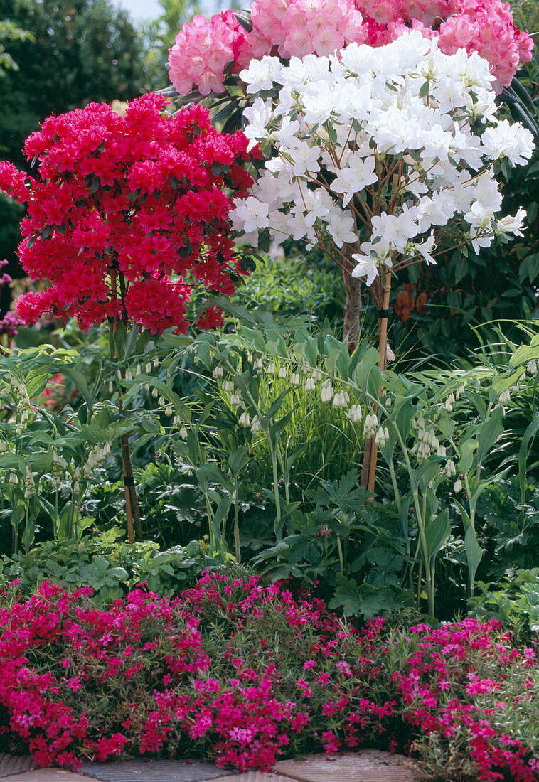 Azalea 'Luzi' (White), 'Toreador' (Azalea stem), Polygonatum (Solomon's seal)