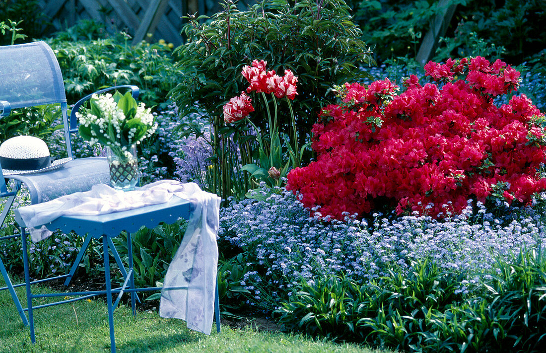 Spring bed with Myosotis (forget-me-not), Azalea 'Mother's Day'