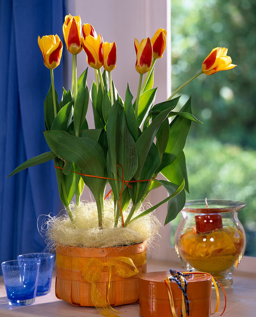 Tulipa hybr. (tulips), wind light