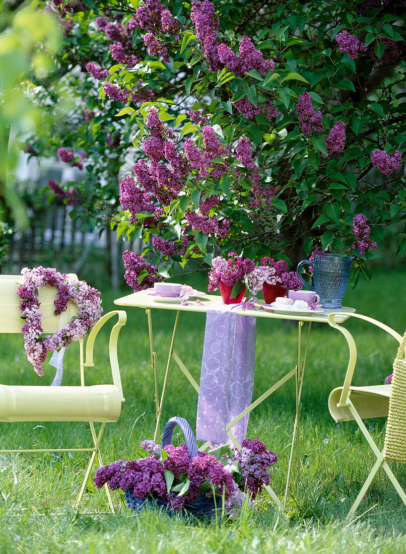 Small coffee table next to syringa (lilac bush, lilac)
