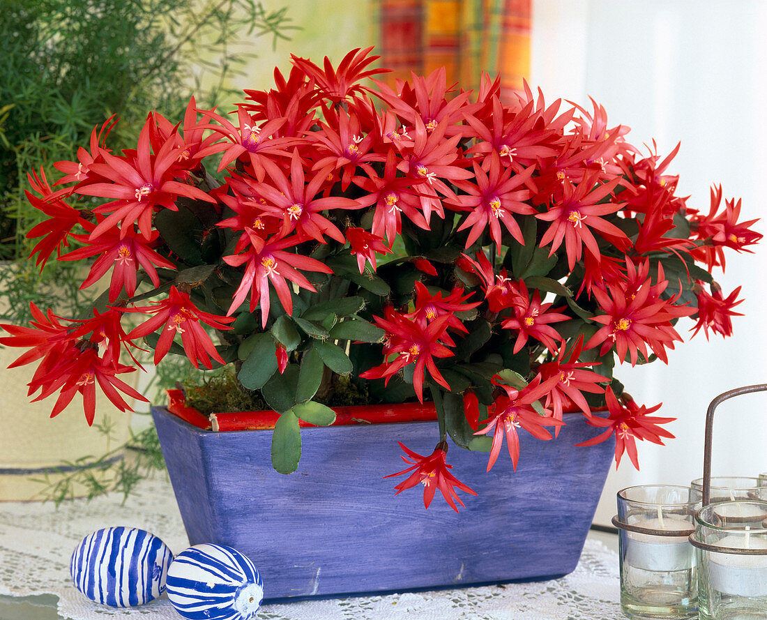 Rhipsalidopsis Gaertneri (Easter cactus), eggs