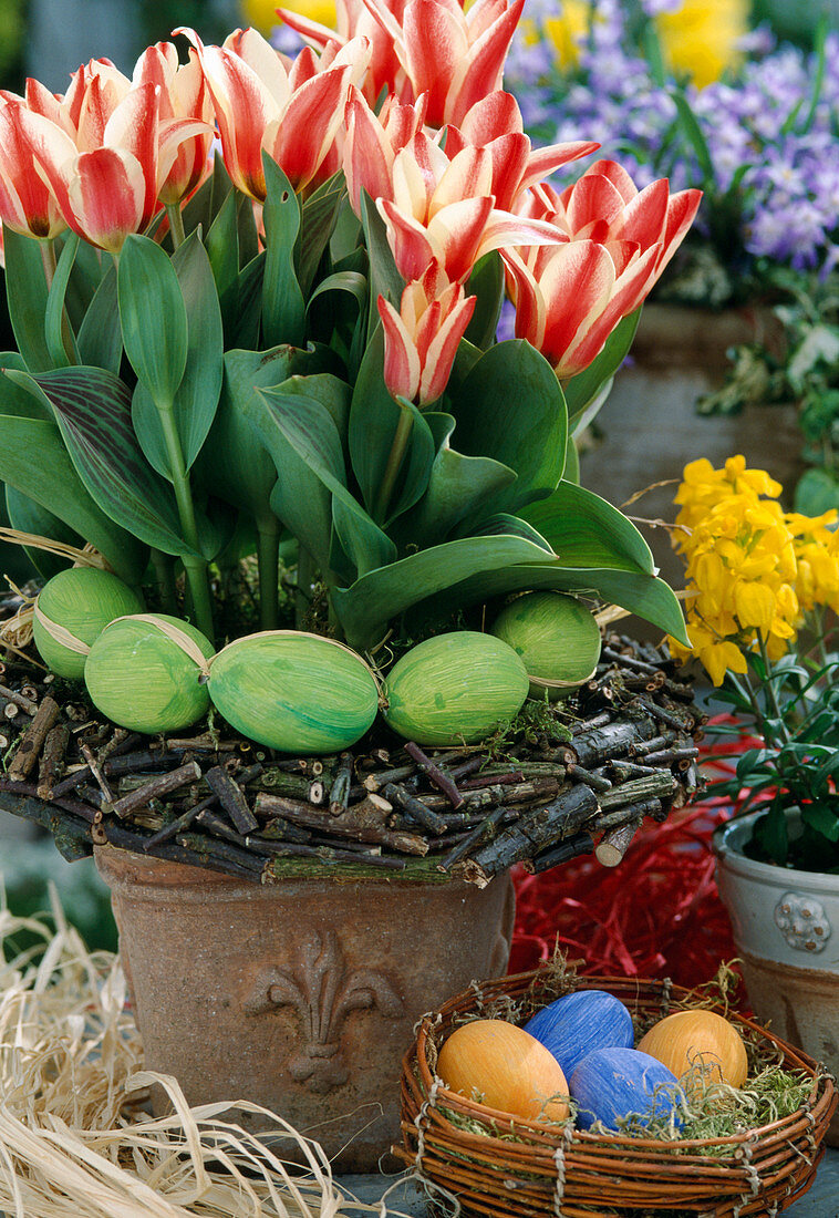 Tulipa Greigii 'Authority', eggs