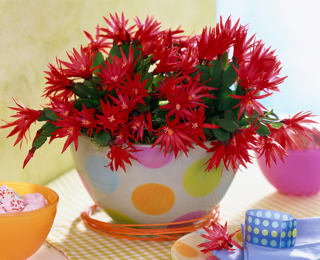 Rhipsalidopsis gaertnerii (red Easter cactus) in a bowl with coloured dots