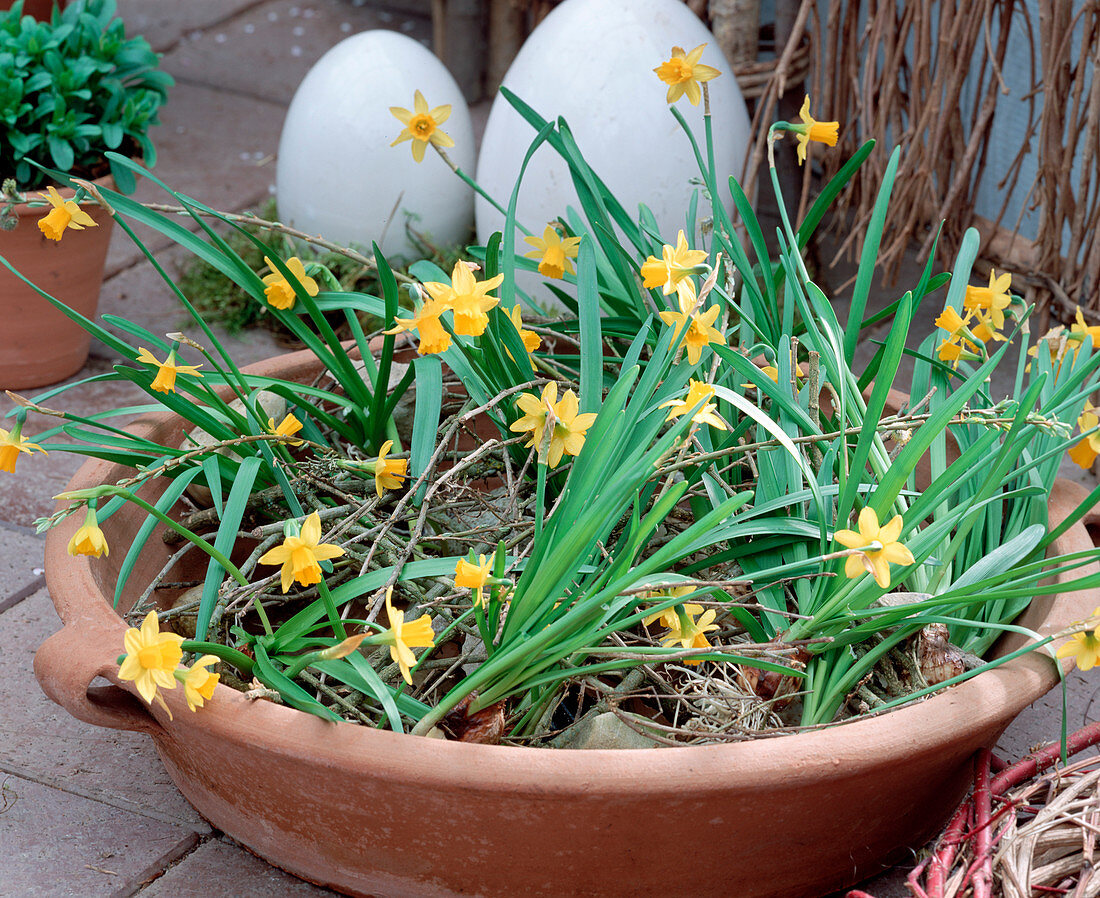 Bowl with withered twigs as support for daffodils with bulbs