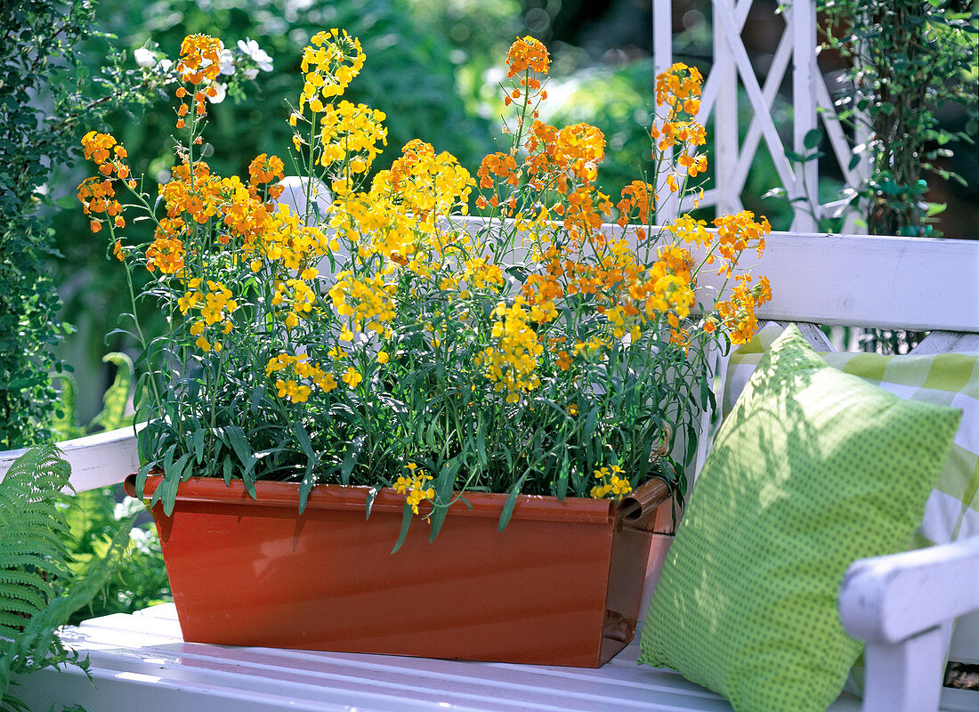 Erysimum (gelber und oranger Goldlack)