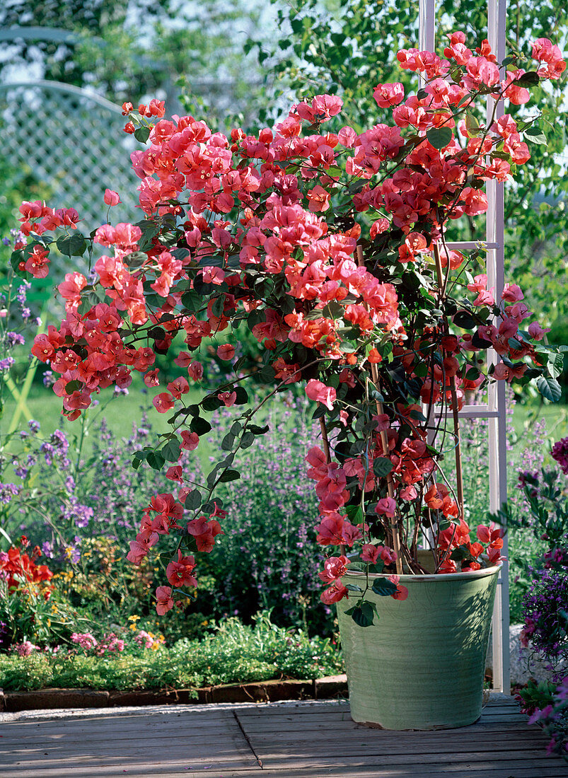 Orangefarbene Bougainvillea im hellgrünen Topf