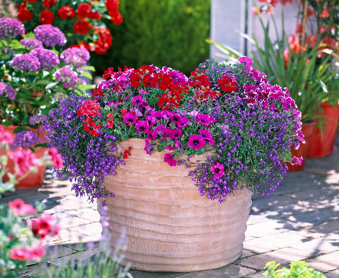 Petunia Calimero 'Belinda', Sylvana 'Queen' (petunia)