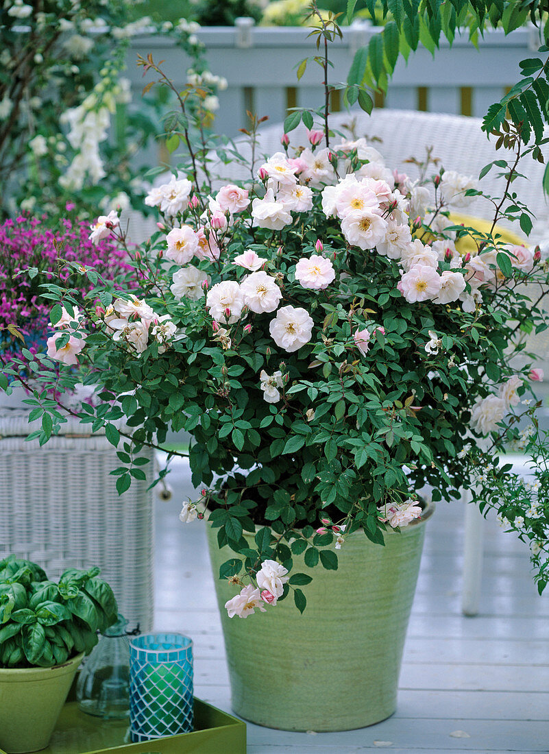 Rosa 'Bridal Magic' (White Rose)