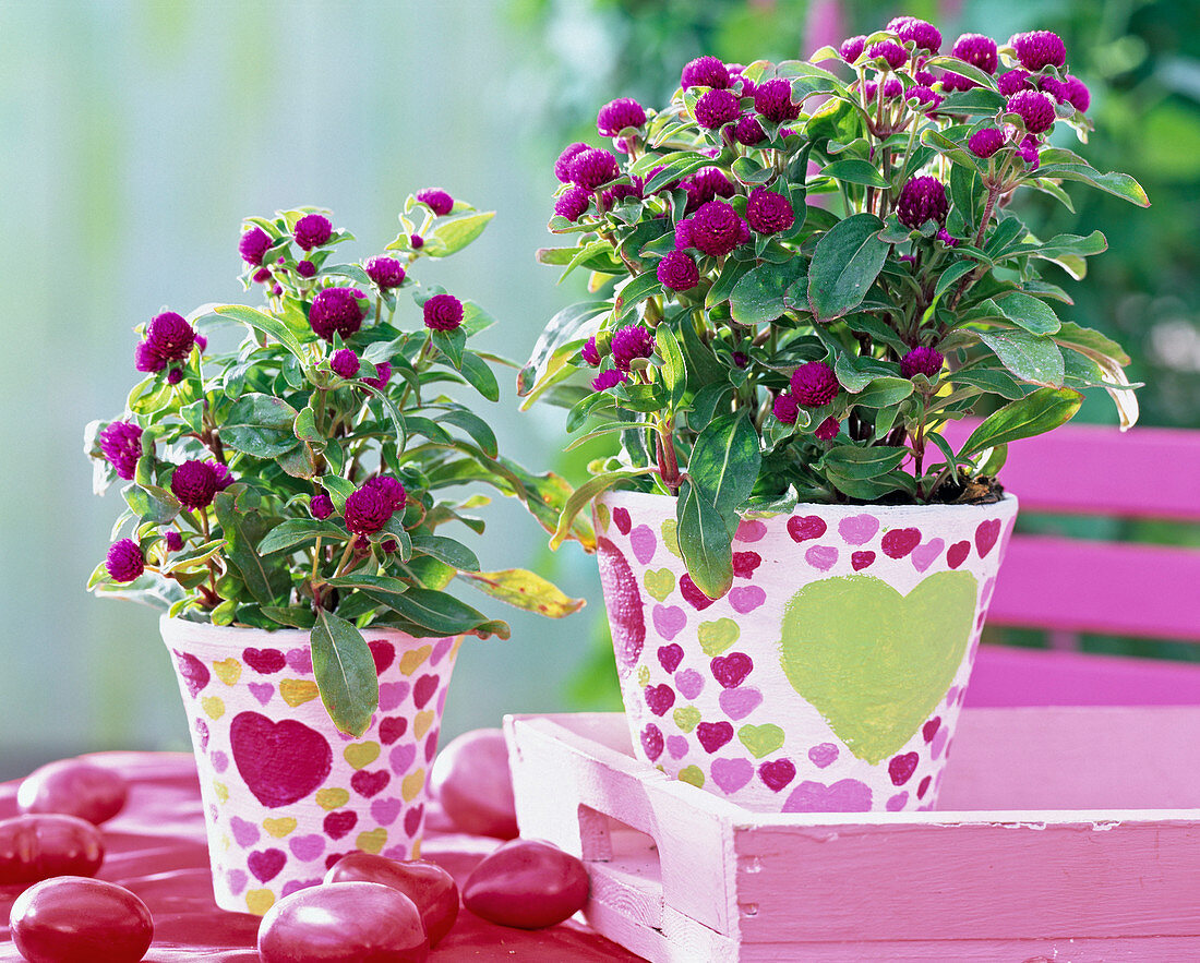 Gomphrena (globe amaranth)