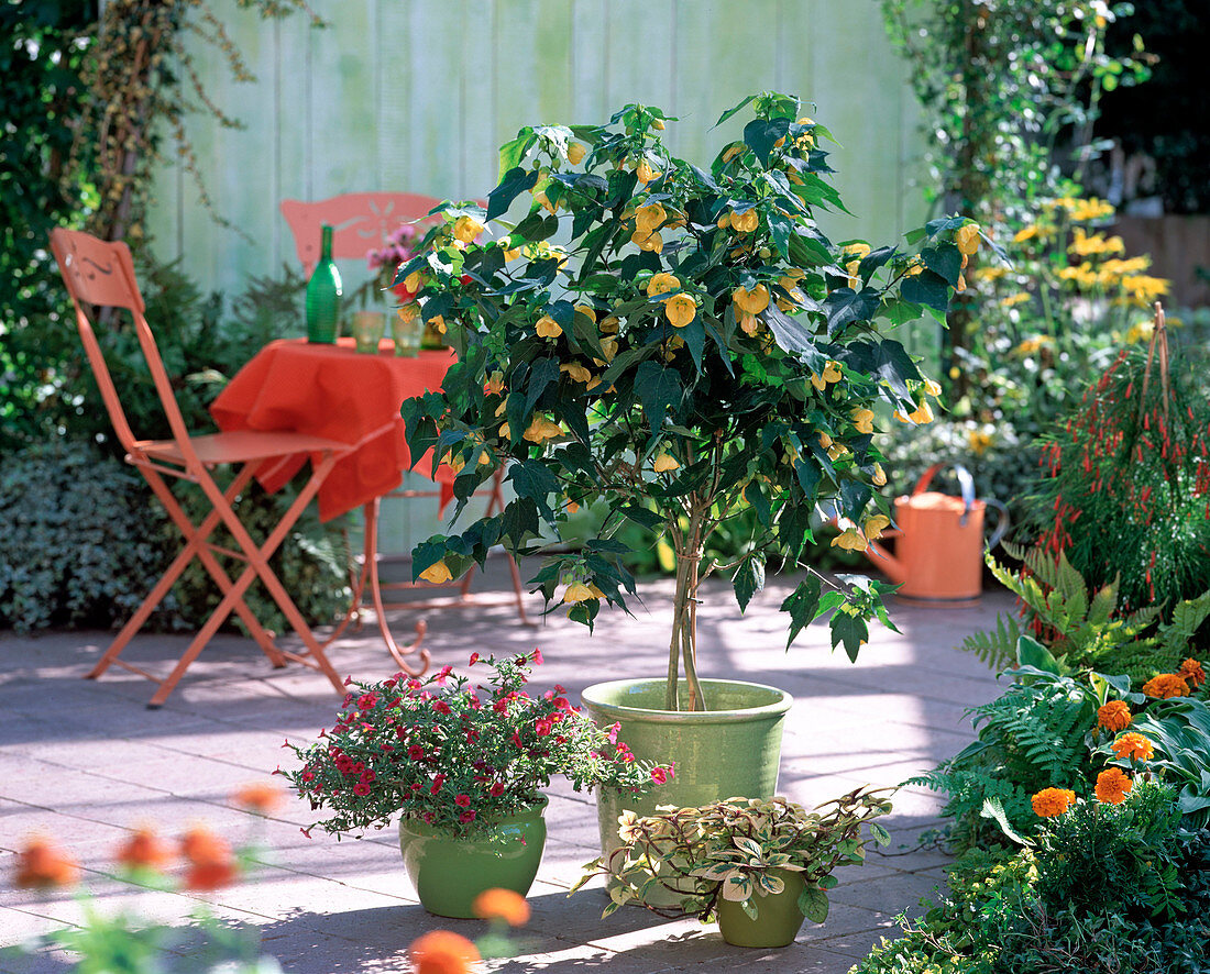 Abutilon (Beautiful Mallow)