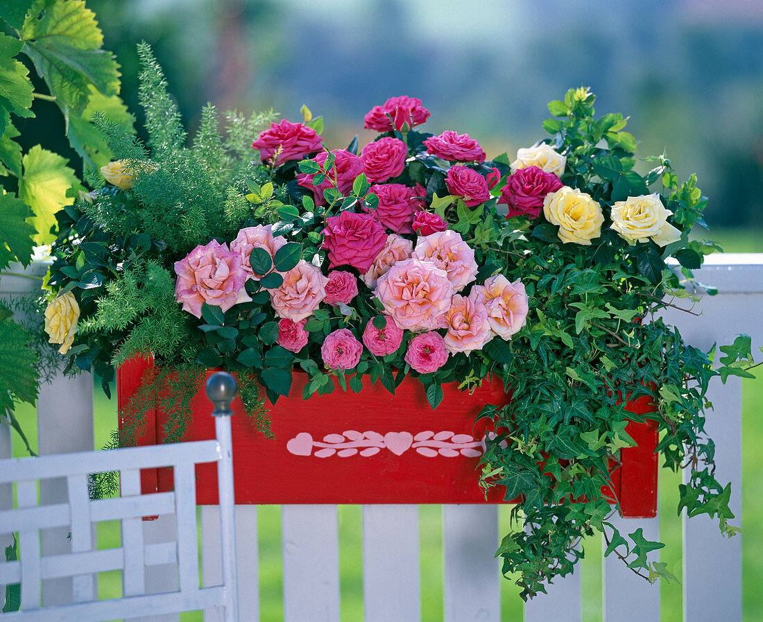 Rosa (Zwergrosen), Hedera (Efeu)