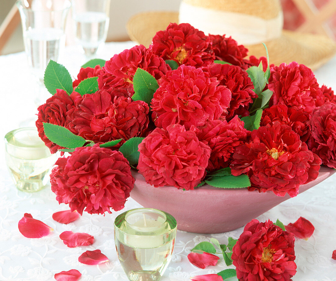 English rose 'Chianti' single flowering, fragrant (shrub rose)