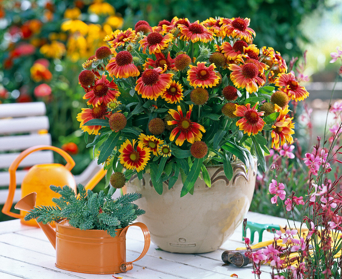 Gaillardia ' Arizona Sun ' (Kokarde)