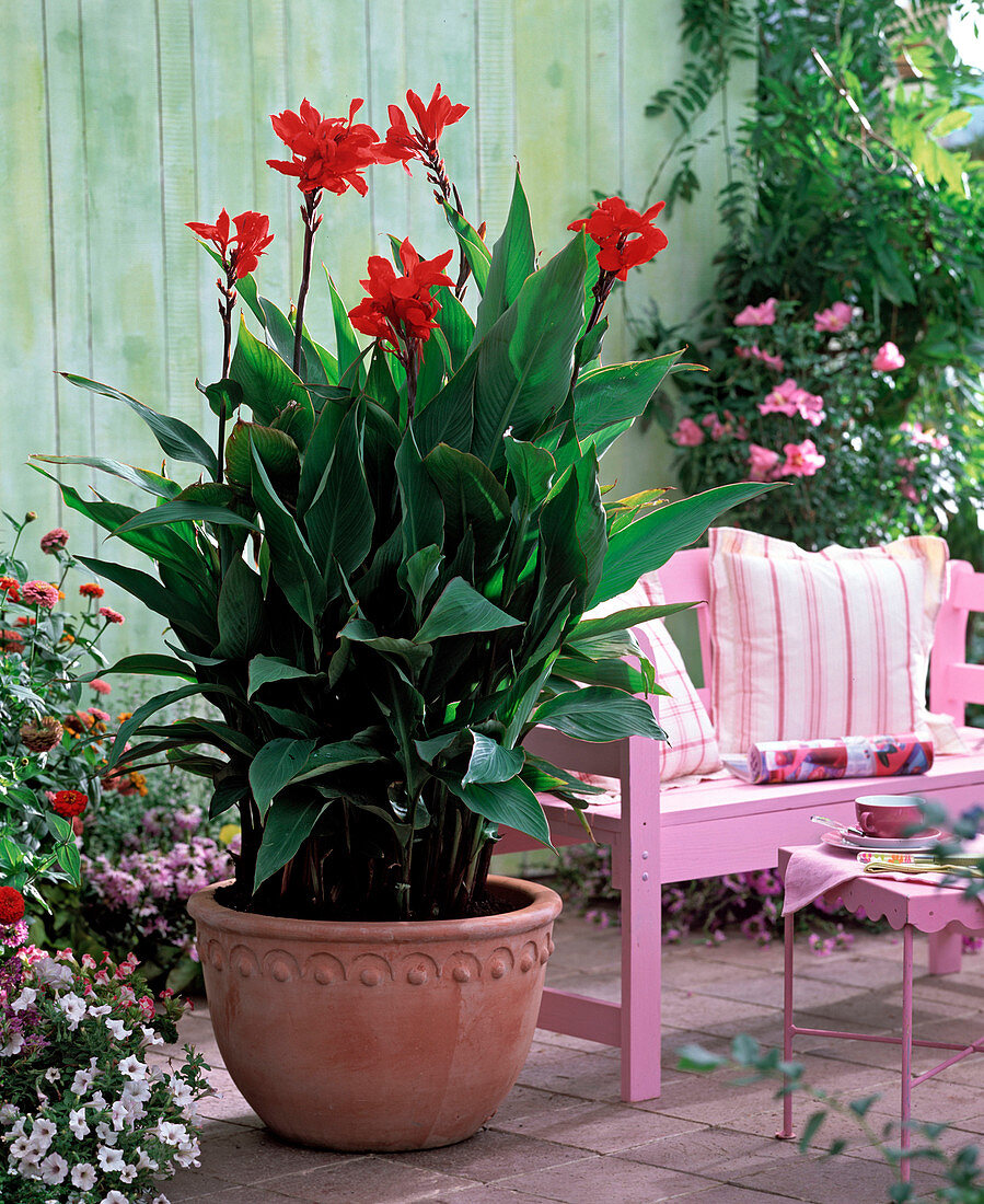 Canna (Indian flower cane)