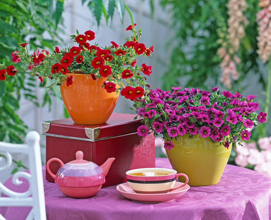 Calibrachoa Celebration 'Deep Red', 'Purple Vein'