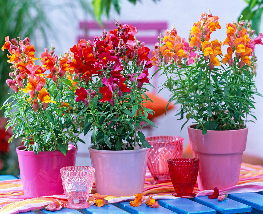 Antirrhinum (rote und orange Löwenmäulchen)