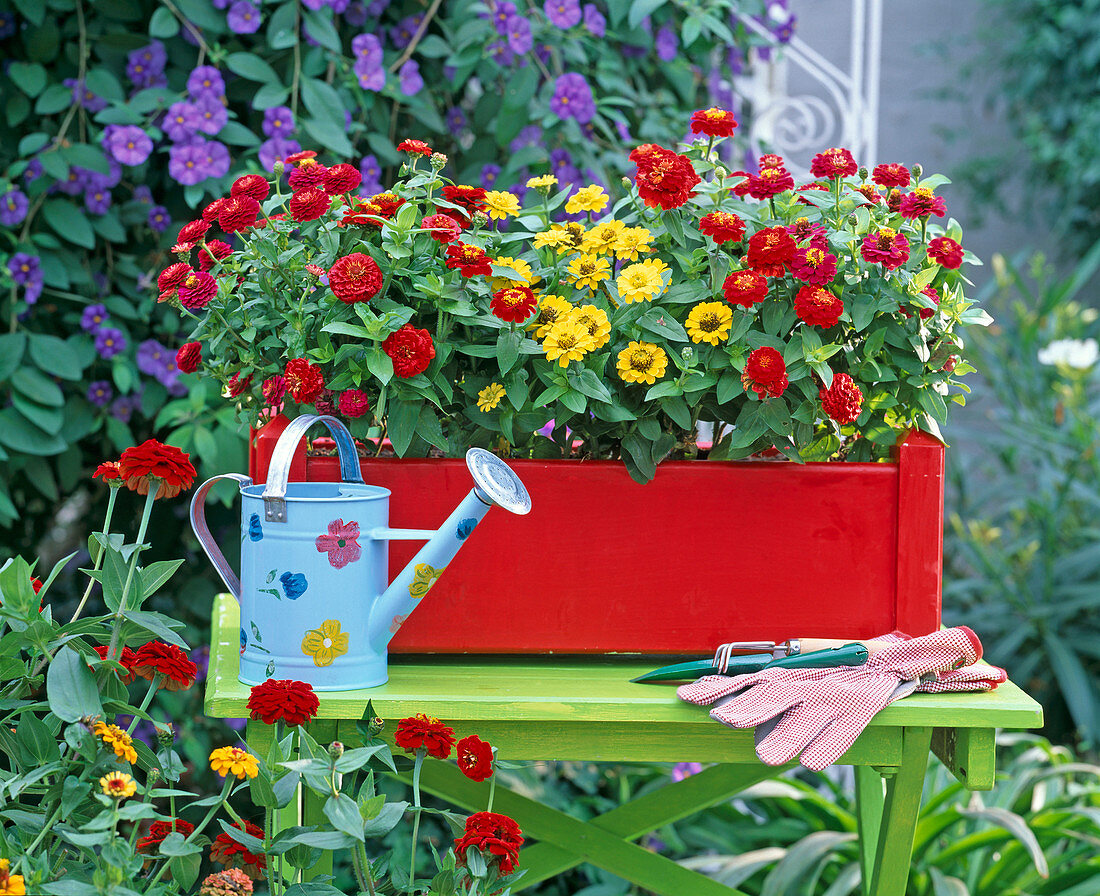 Zinnia (rote und gelbe Zinnie)