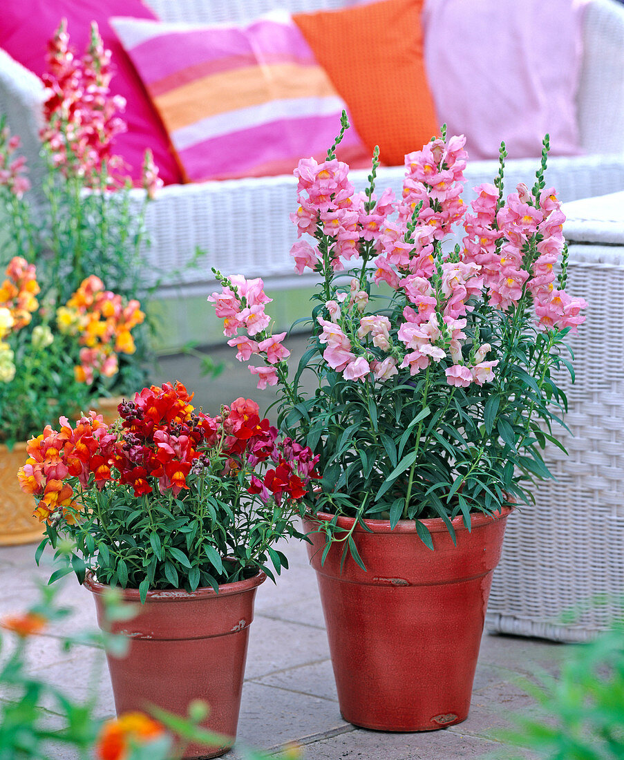 Antirrhinum 'Animation' (Löwenmäulchen)