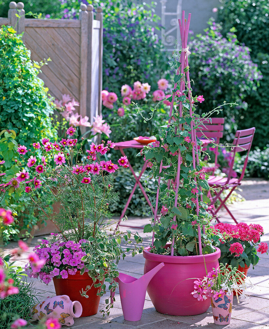 Cosmos ' Versailles Tetra ' (Schmuckkörbchen)