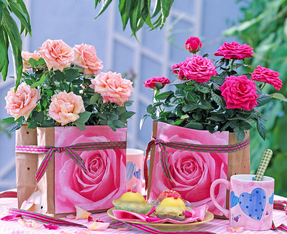 Rose (potted roses) in paper bags