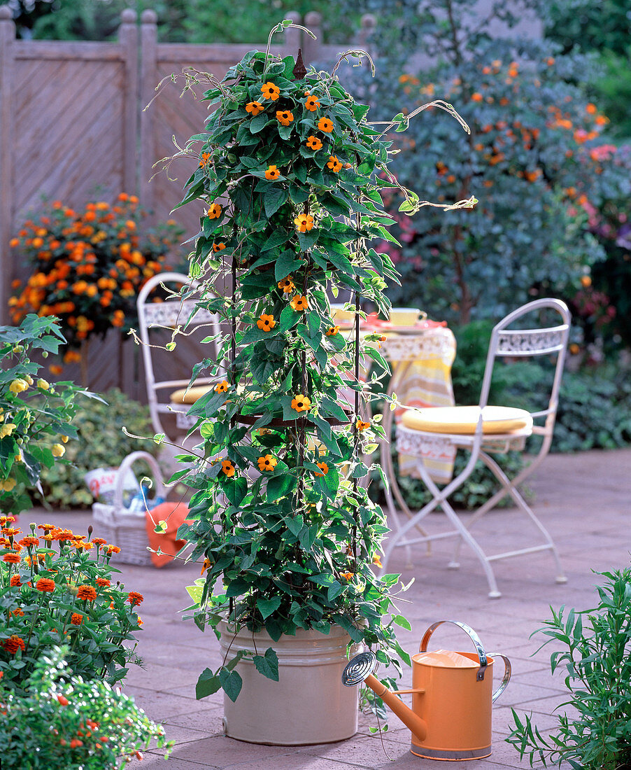 Planting Thunbergia in pot