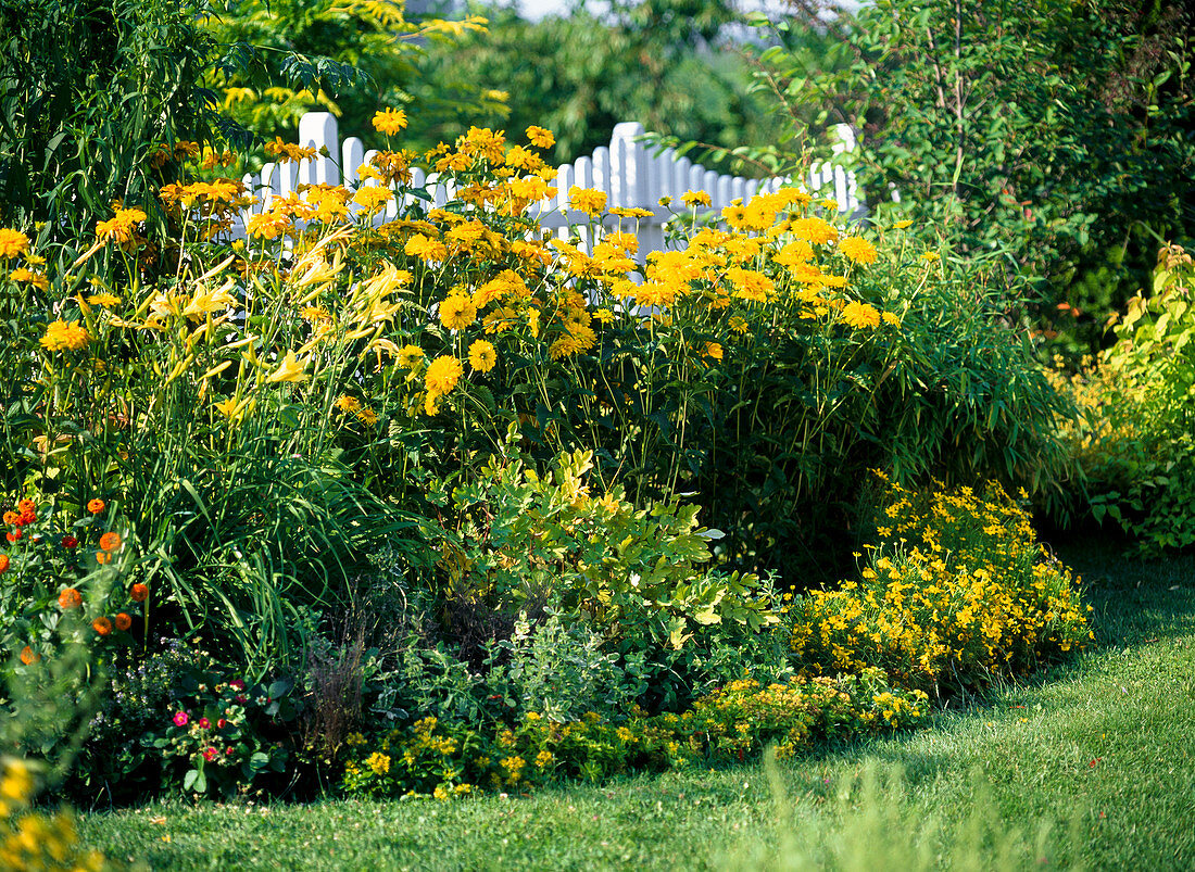 Spice up a yellow flowerbed with colorful perennials