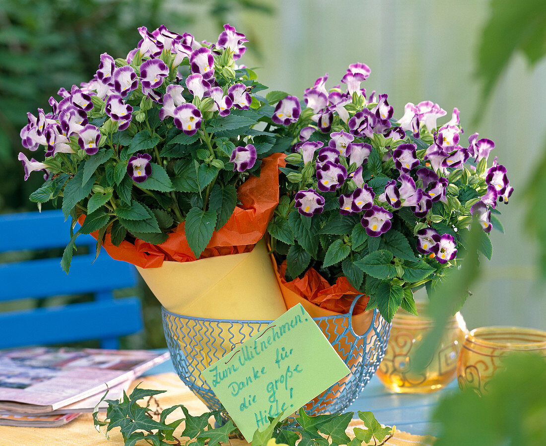 Torenia Clown ' Blue & White ' (Schnappmäulchen)