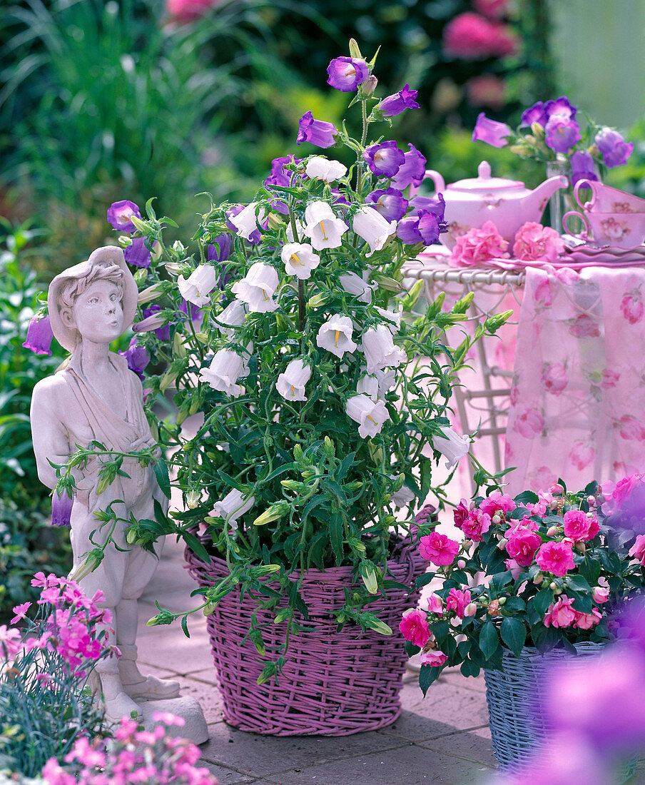 Campanula medium (Marian bellflower)