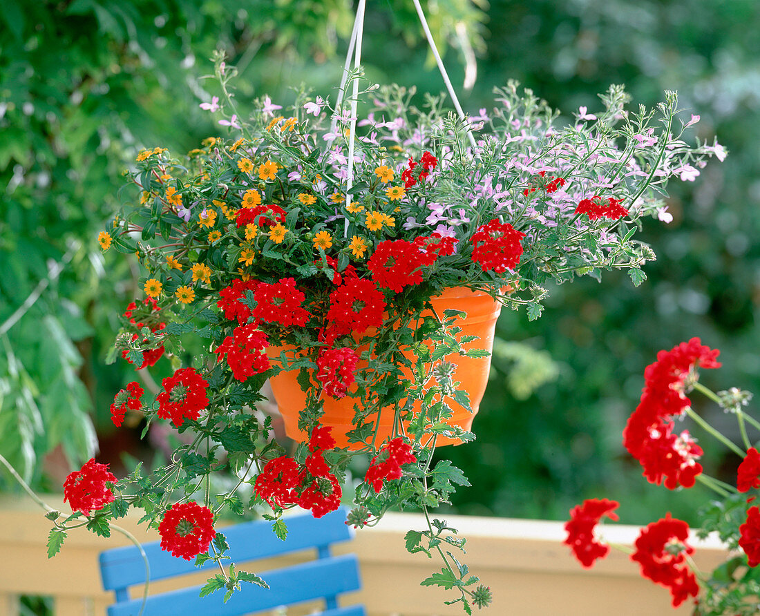 Plant the orange potato pot