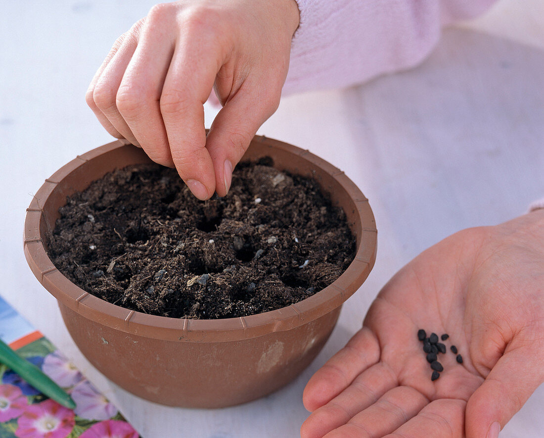 Sowing morning glory (1/4)