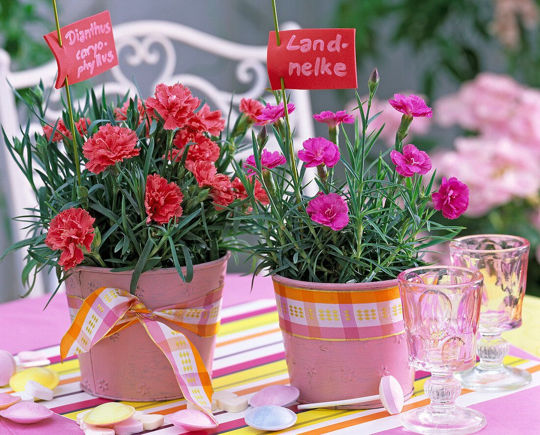 Dianthus caryophyllus (country carnations)