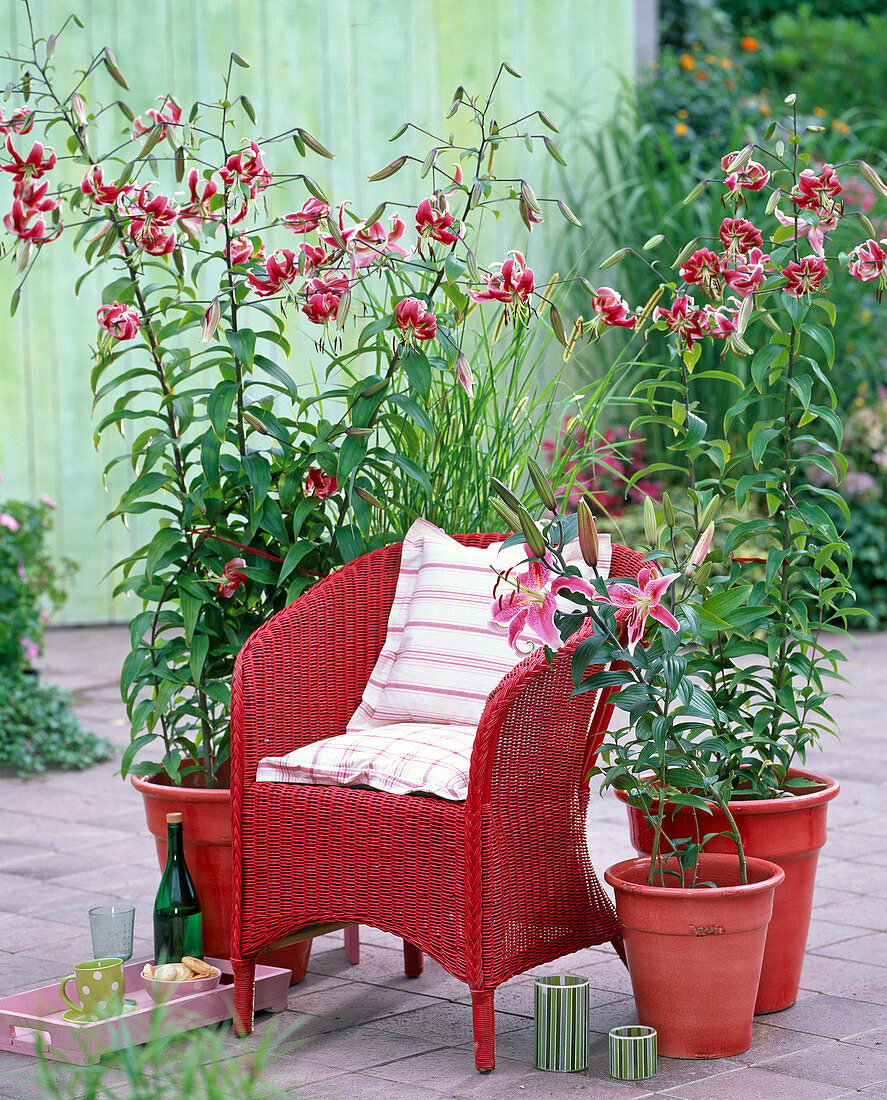 Lilium 'Black Beauty', 'Stargazer' (Lily)