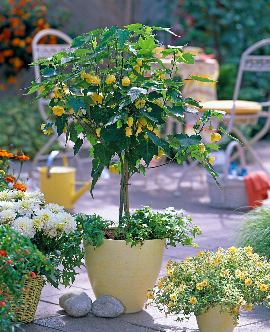 Abutilon (Schönmalve)