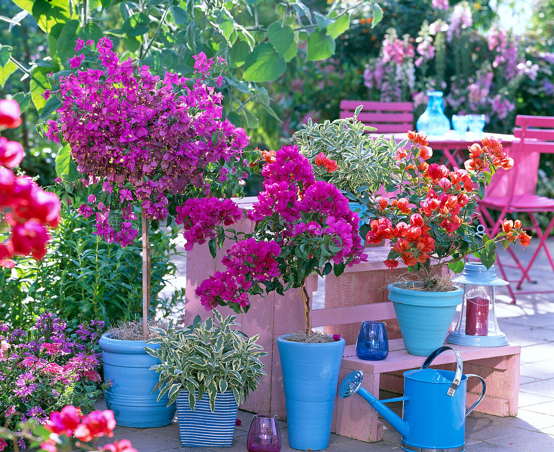 Bougainvillea, Salvia 'Cream De La Creme' (sage)