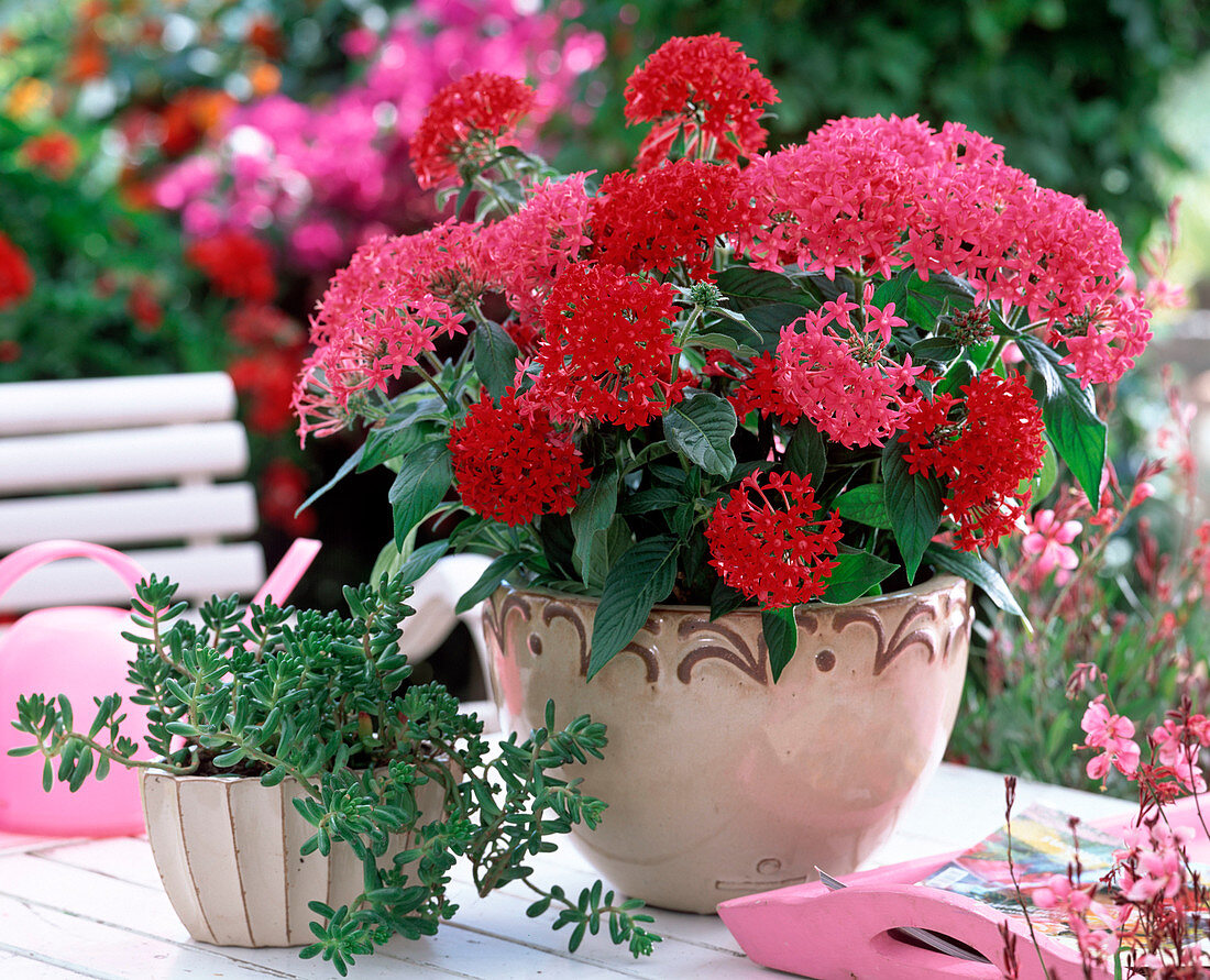 Pentas (pinke, rote Pente)