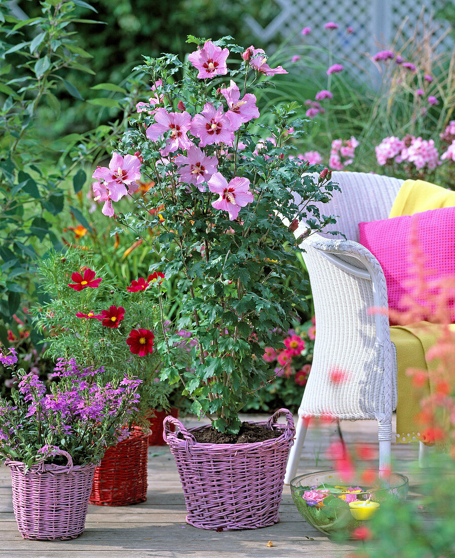 Hibiscus syriacus 'pink Giant' (garden hibiscus)