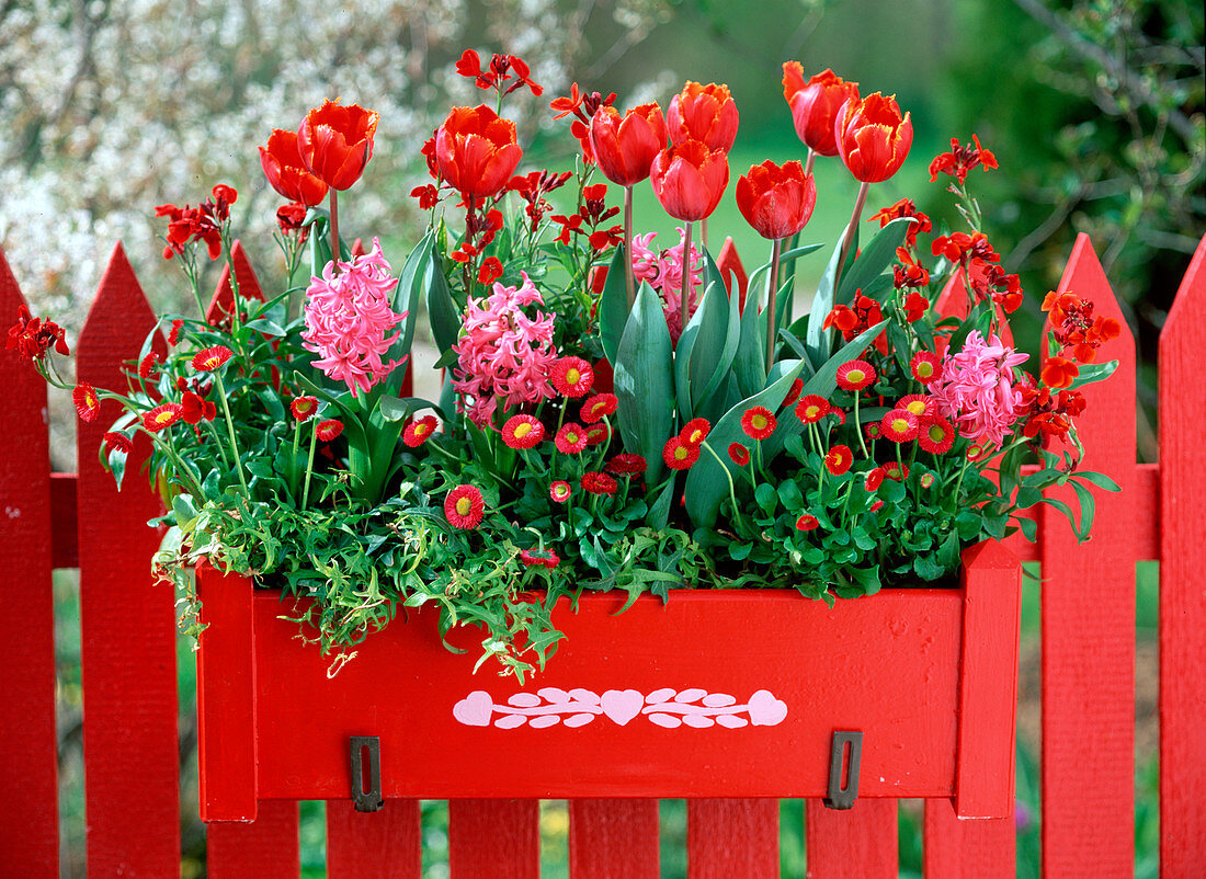 Tulipa crispa ' Madison Garden ' (Fransentulpen)