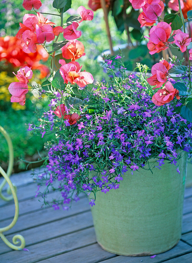 Bougainvillea, Lobelia laguna 'Trailing Dark Blue' (male trefoil)