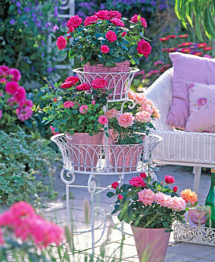 Pink, historic roses flowers under glass bell