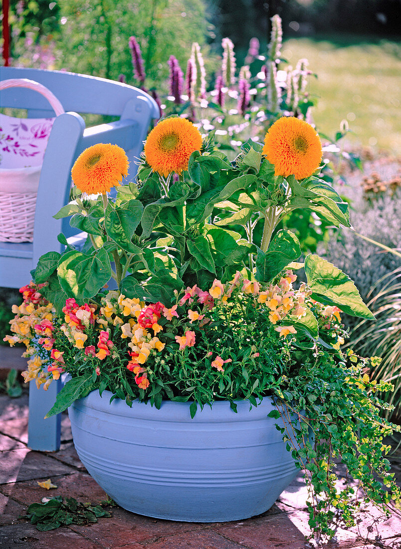 Helianthus 'Teddybär' (Sonnenblumen)