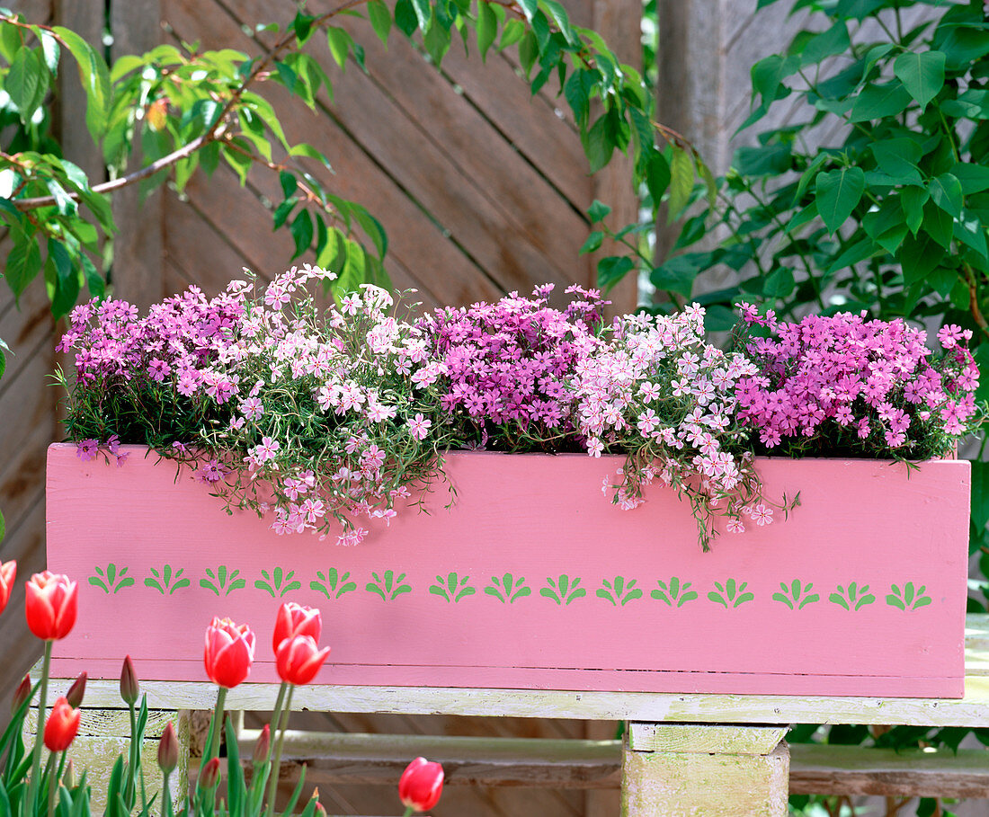 Phlox subulata 'Candy Stripes', 'Moerheimii' (Carpet Phlox)