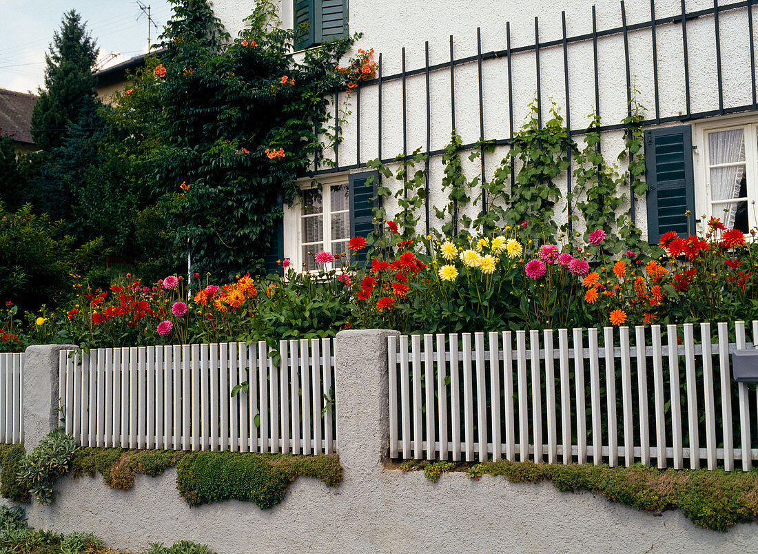 House with Campsis radicans (trumpet winds)